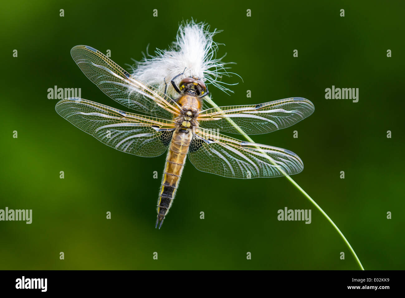 Quattro-spotted chaser, libellula quadrimaculata, goldenstedter moor, Bassa Sassonia, Germania Foto Stock