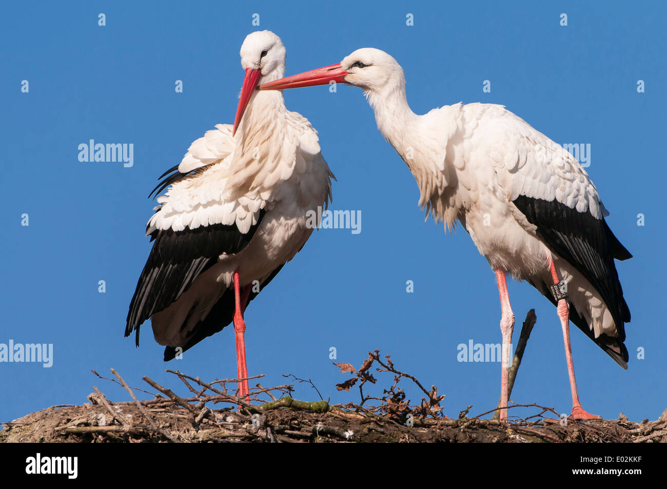 Cicogne bianche, Ciconia ciconia Foto Stock