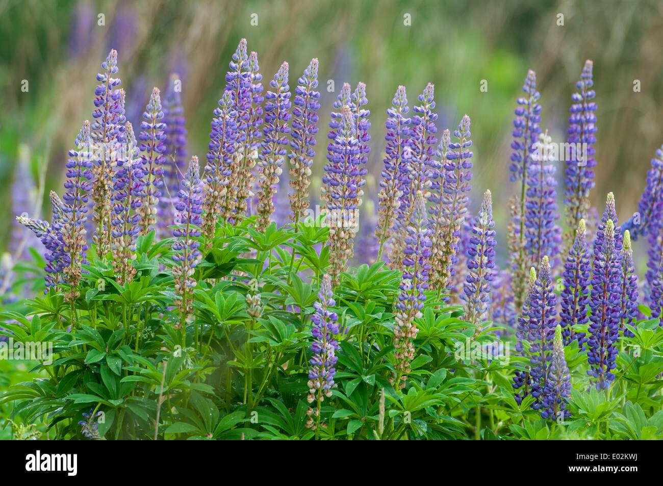 I lupini in estate, Vechta, Bassa Sassonia, Germania Foto Stock