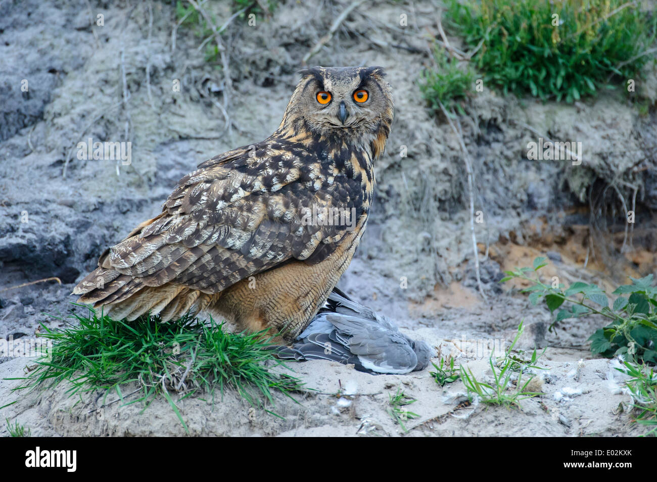 Gufo reale, Bubo bubo, Germania Foto Stock