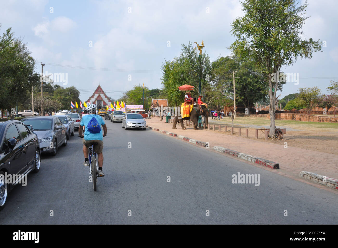 Ciclista su strada per consentire gli elefanti di attraversare la strada in Ayutthaya, Thailandia. Foto Stock