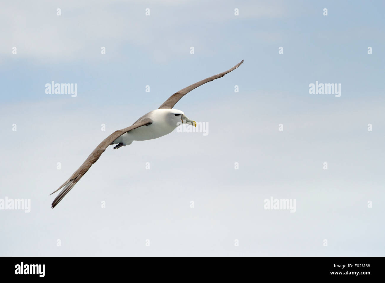 Timido mollymawk (Diomedea cauta) albatross battenti contro il cielo con le nubi sull oceano meridionale. Foto Stock