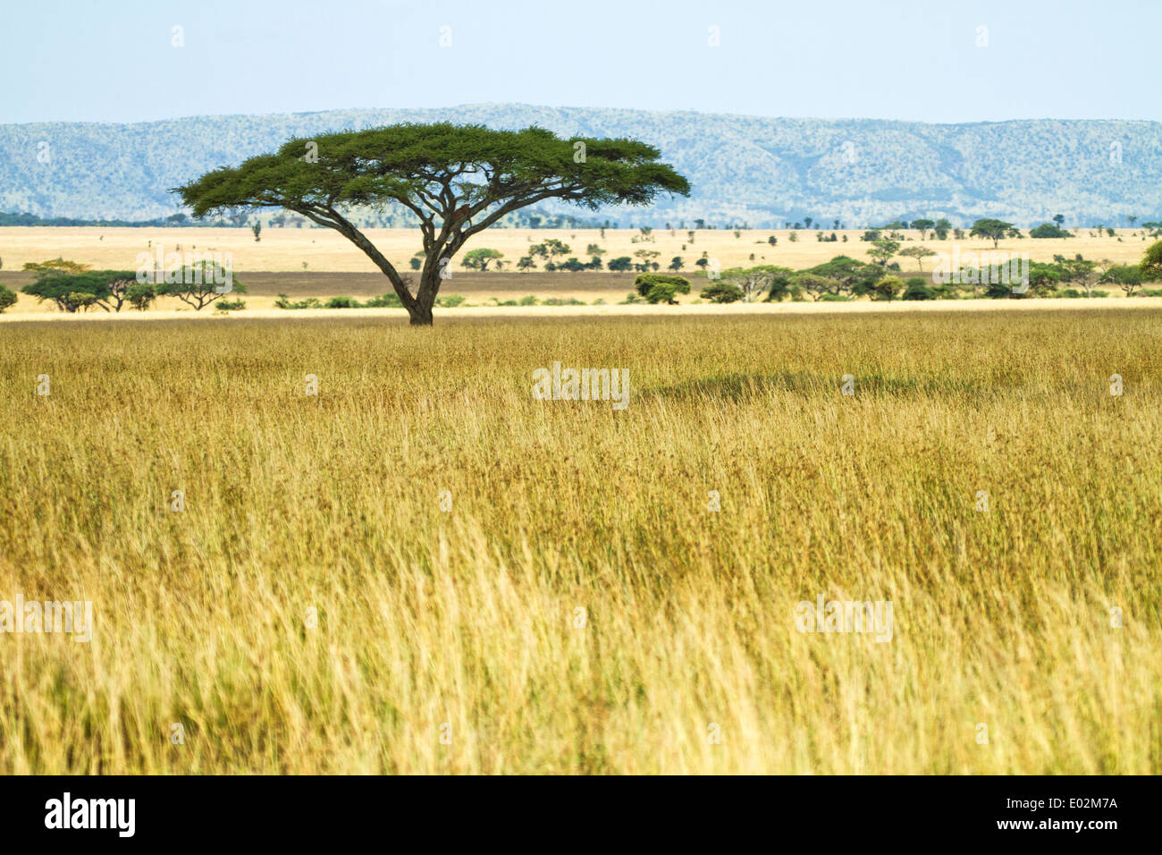 Lone Acacia nel Parco Nazionale del Serengeti, Tanzania Foto Stock