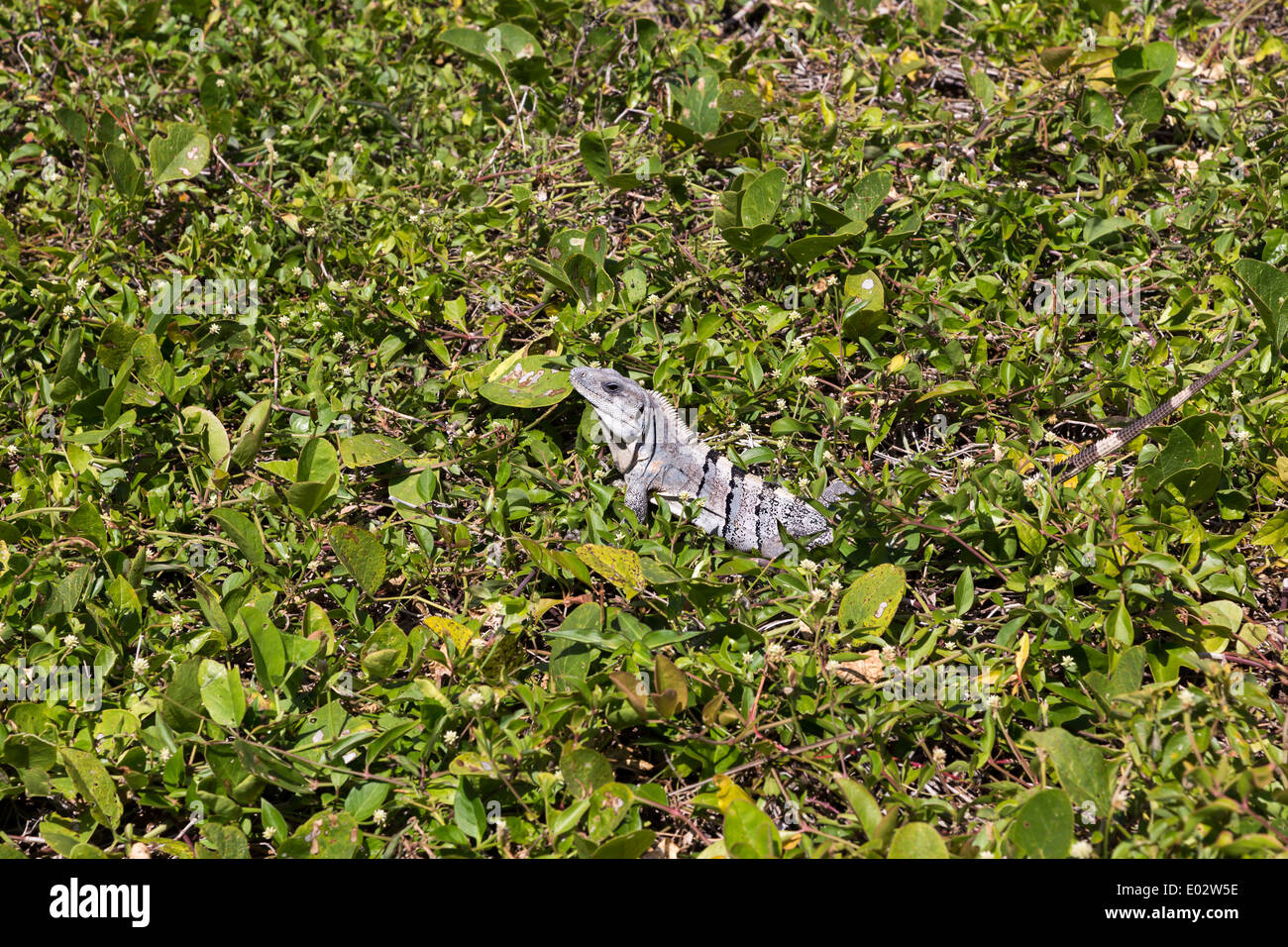 Ctenosaura pectinata, comunemente noto come il messicano spinoso-tailed iguana o il messicano spinytail iguana Foto Stock