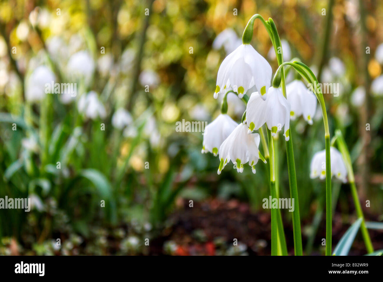 Il simbolo del fiocco di neve di primavera Macro vegetali, animali selvatici fiore di primavera in Baviera Foto Stock