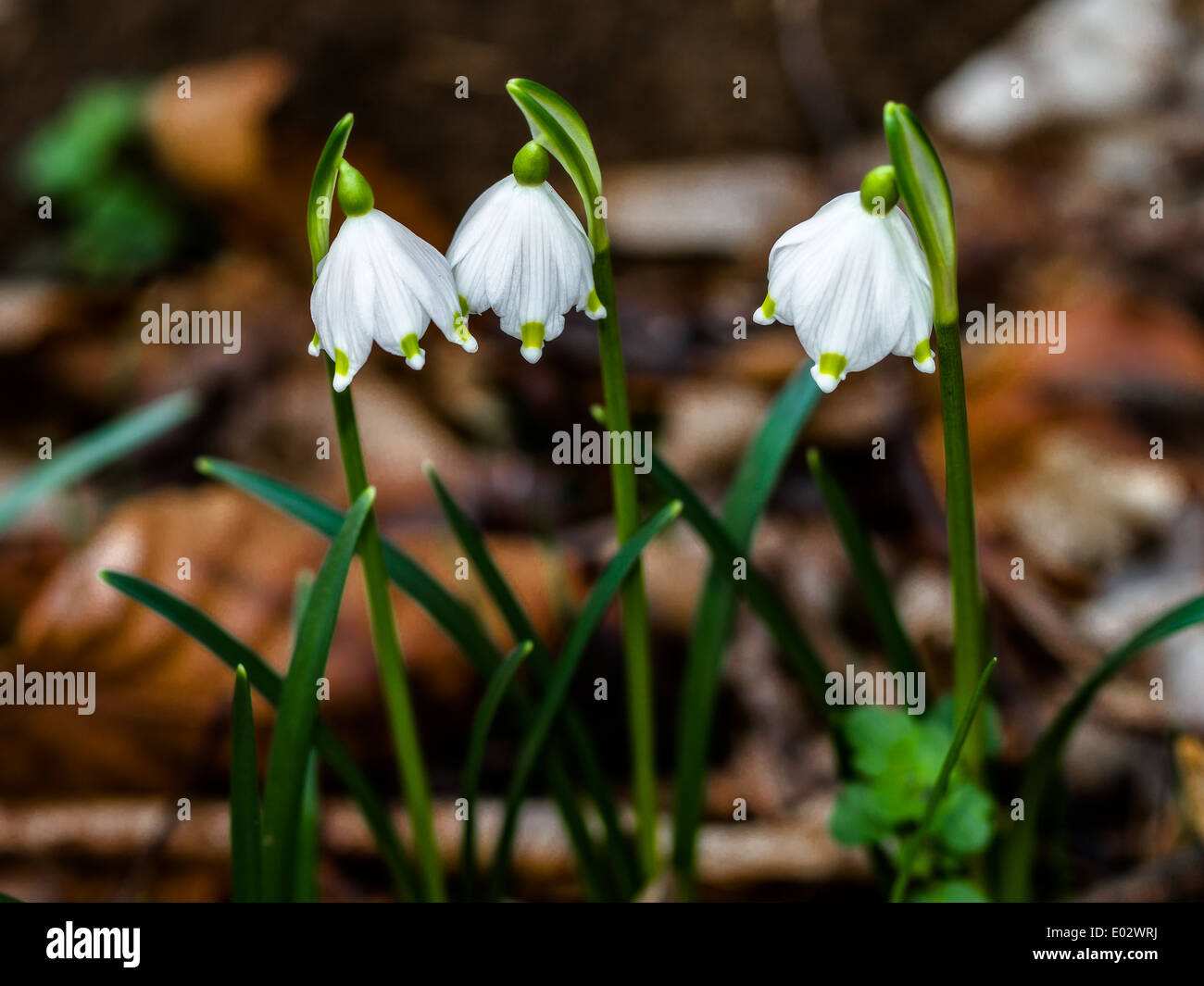 Il simbolo del fiocco di neve di primavera Macro vegetali, animali selvatici fiore di primavera in Baviera Foto Stock