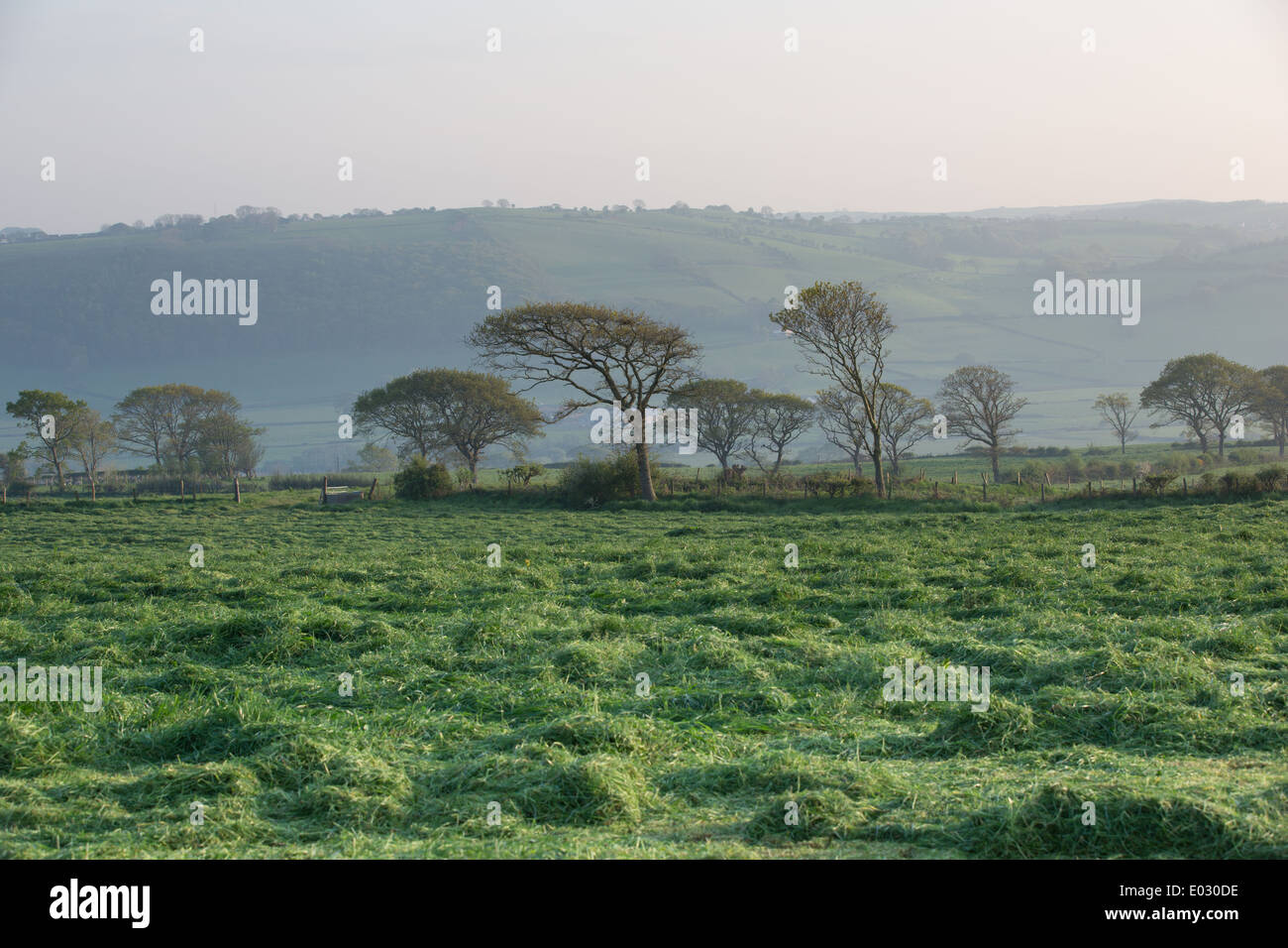Nuovo primo taglio da insilato sulle colline Welsh in Ceredigion. Foto Stock