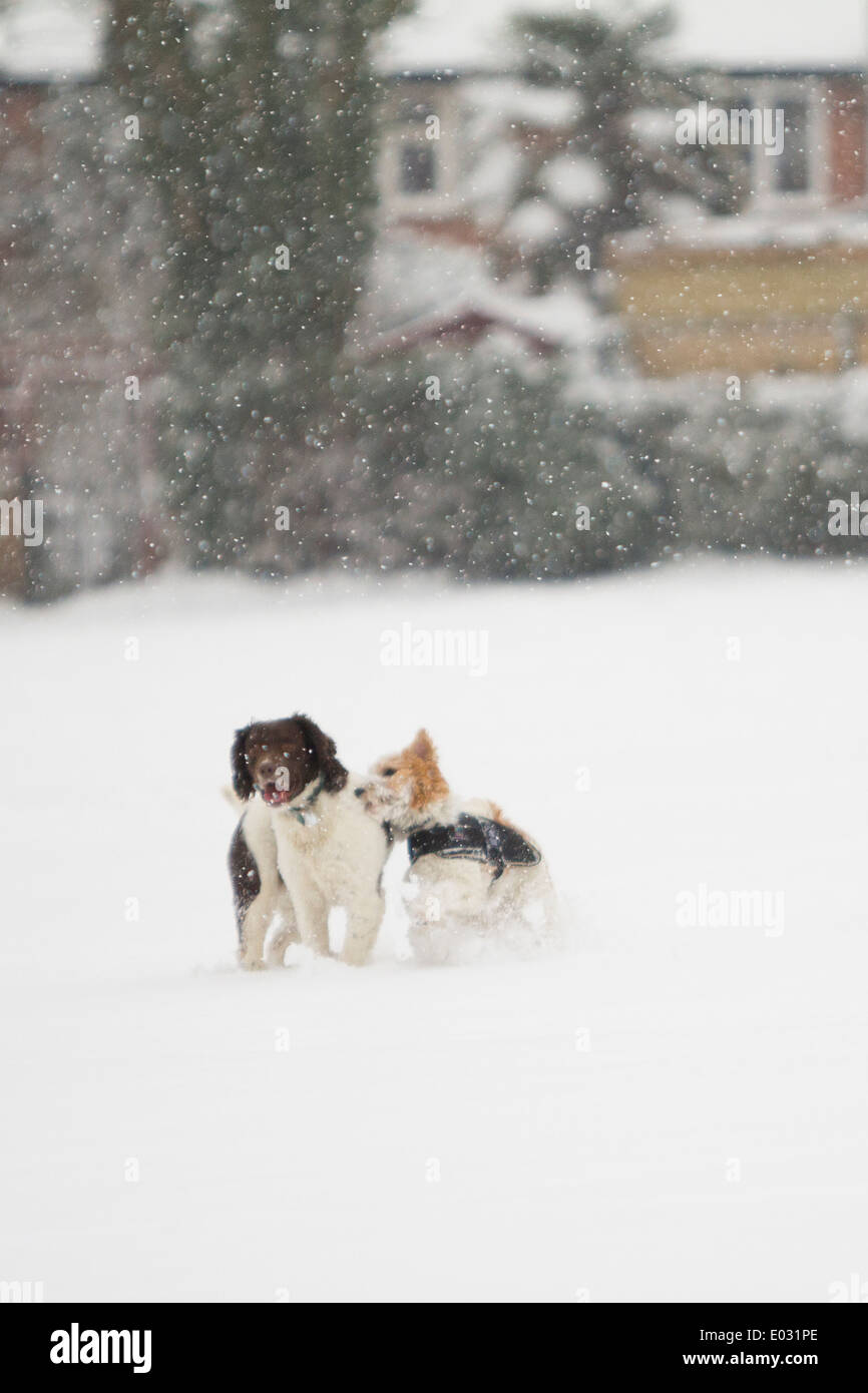 SURREY, Regno Unito una coppia di cani giocare nella neve. Foto Stock