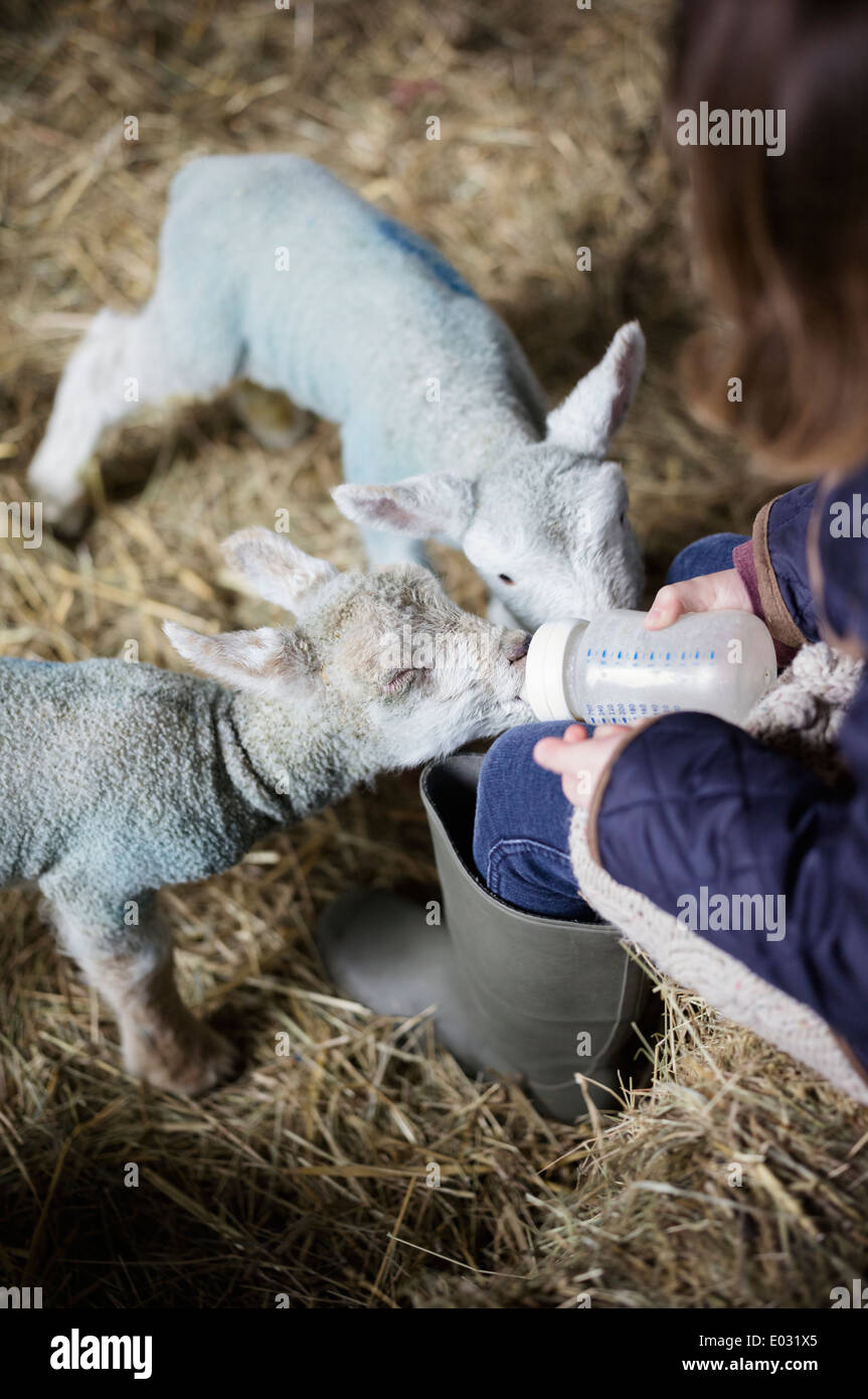Una ragazza biberon una piccola fame di agnello. Foto Stock