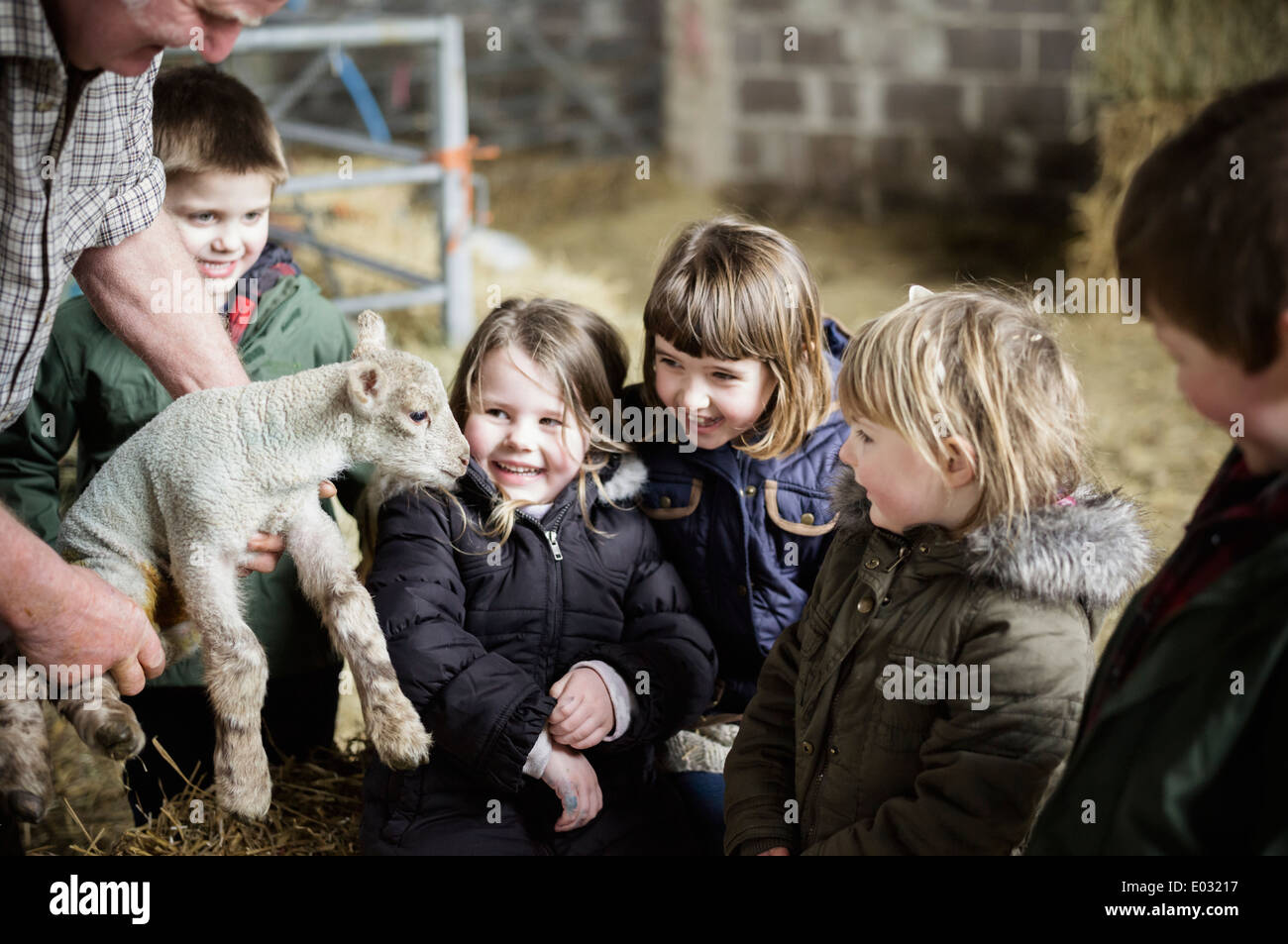 I bambini e i nuovi nati agnelli in una figliando capannone. Foto Stock