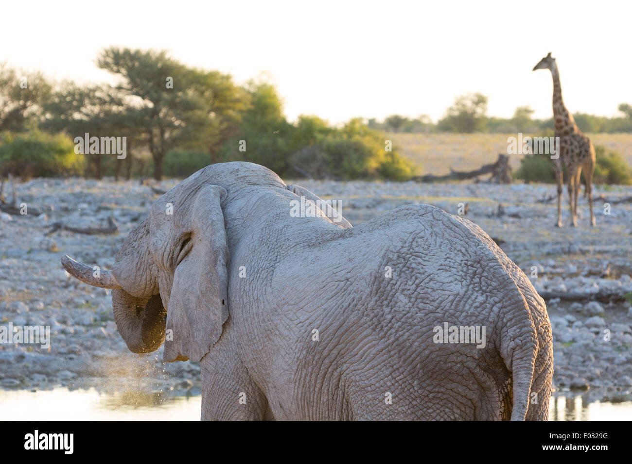 ETOSHA, NAMIBIA dell' elefante africano (Loxodonta africana) bere. La giraffa in background. Foto Stock
