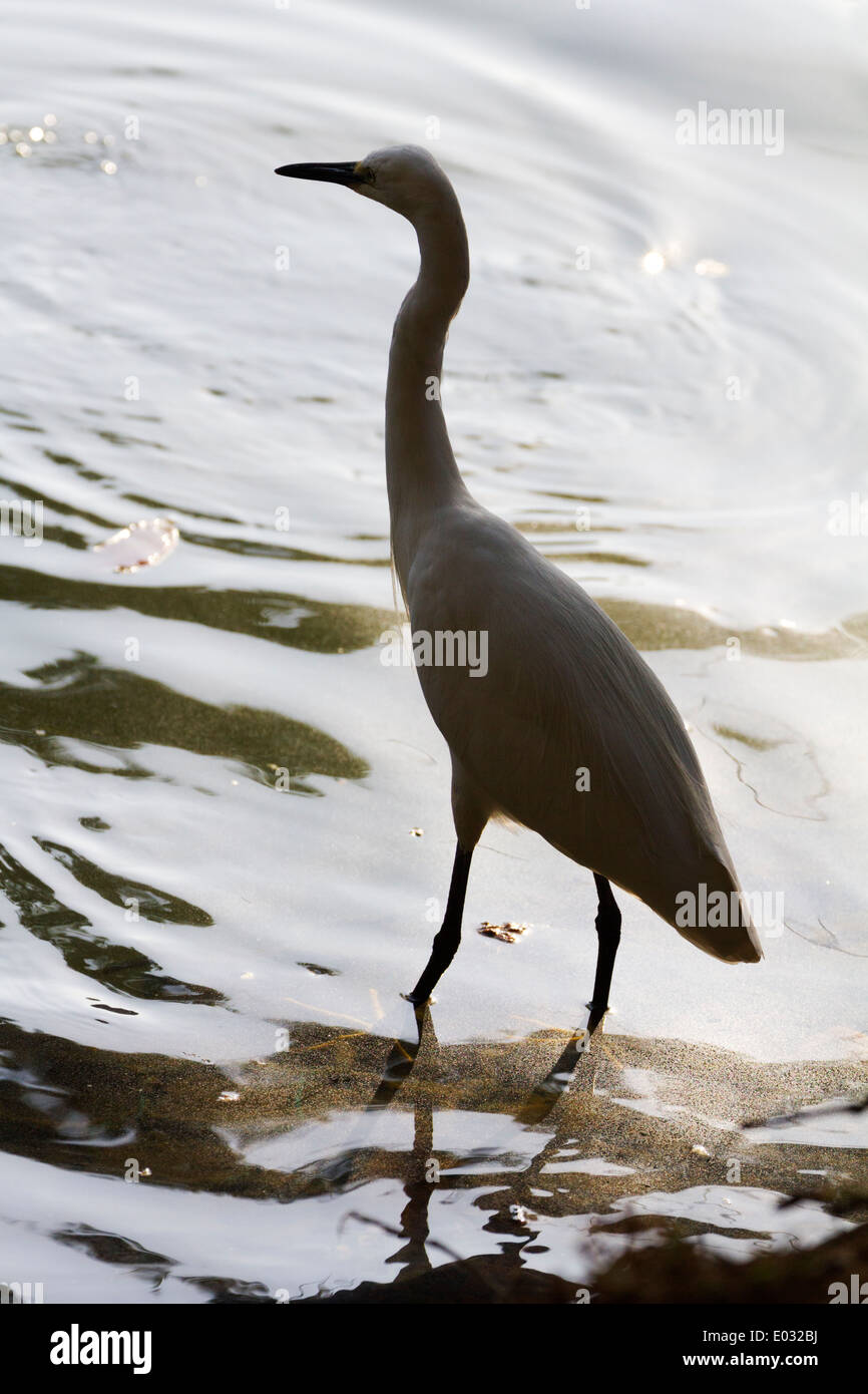 Garzetta la pesca al tramonto sulla riva del lago di Kandy in Sri Lanka 1 Foto Stock