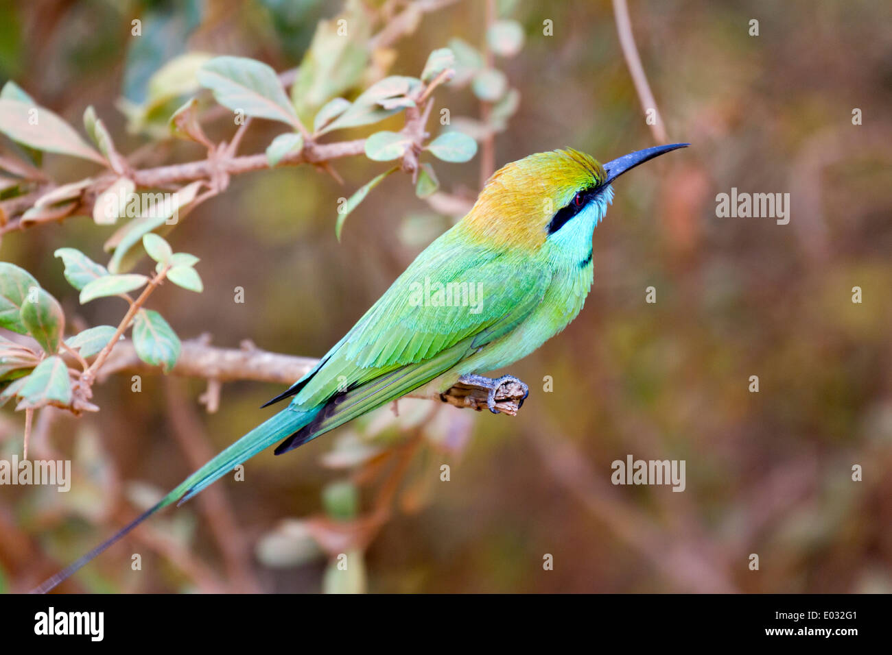 Green Bee Eater in Yala National Park, Sri Lanka Foto Stock