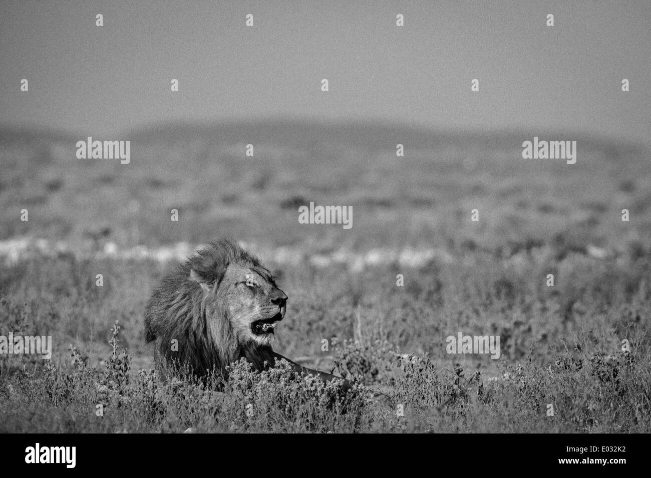 ETOSHA, NAMIBIA maschio (lion panthera leo) in habitat. Foto Stock