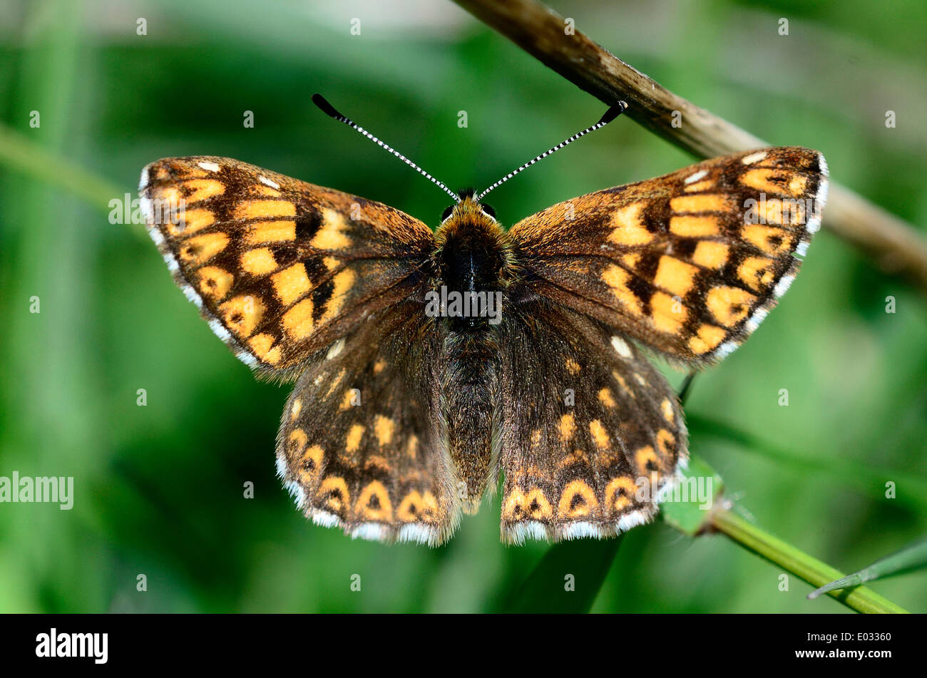 Il duca di Borgogna fritillary butterfly Foto Stock