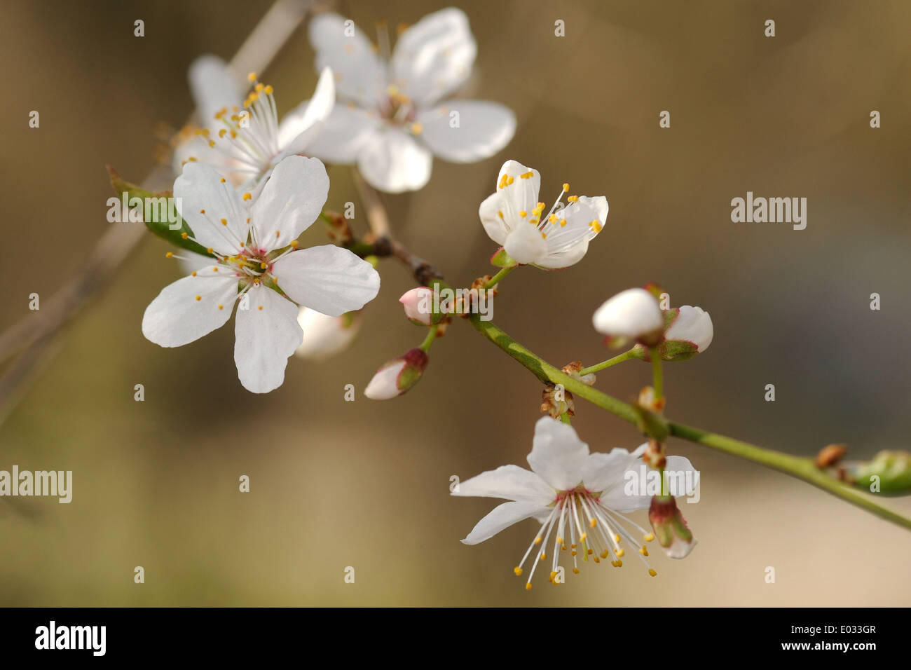 Prunus cerasifera è una specie di prugna noti con i nomi comuni di ciliegia e prugna prugna myrobalan Foto Stock