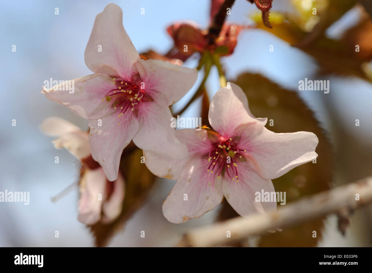 Prunus sargentii, comunemente noto come Sargent della ciliegia o Nord giapponese Cherry Hill. Foto Stock