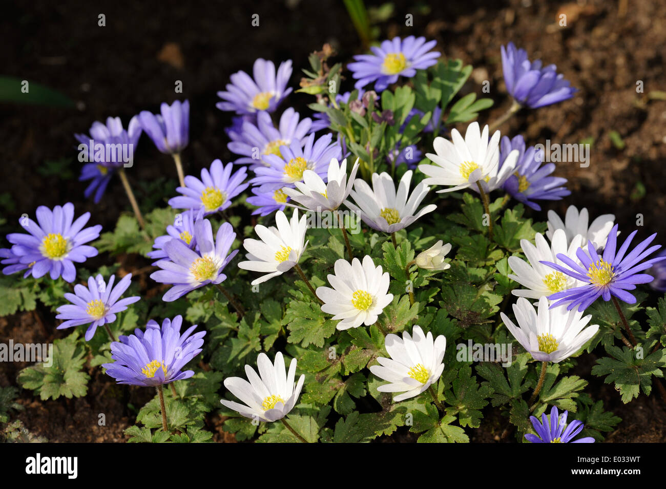 Grecian windflower (Anemone blanda) Foto Stock