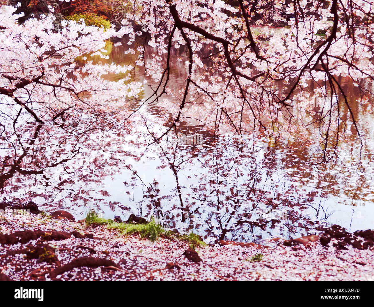 Fioritura ciliegio rami toccano acqua, artisic foto colorate. Shinjuku Gyoen National Garden a Tokyo Giappone Foto Stock