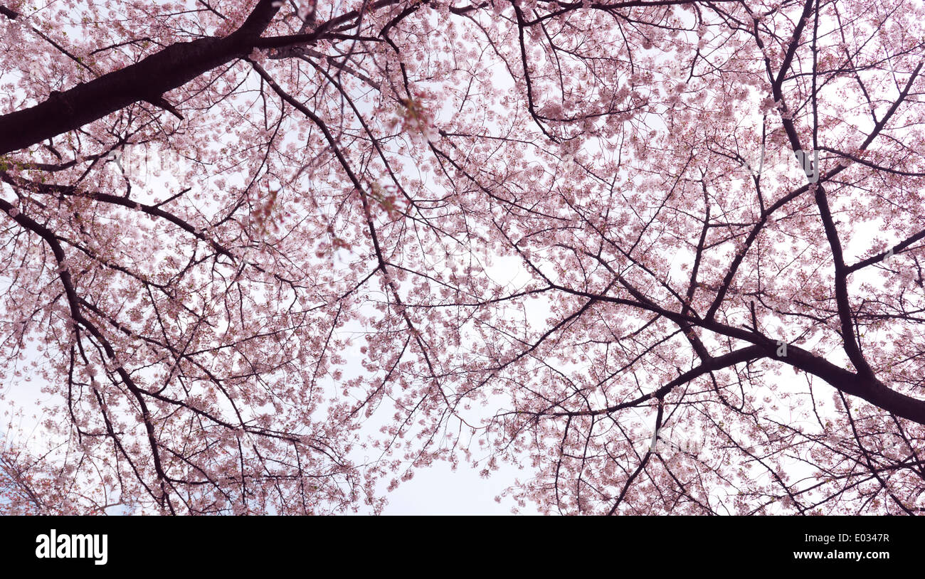 Fiore di Ciliegio su alberi di ciliegio a basso angolo di visione. Tokyo, Giappone. Foto Stock
