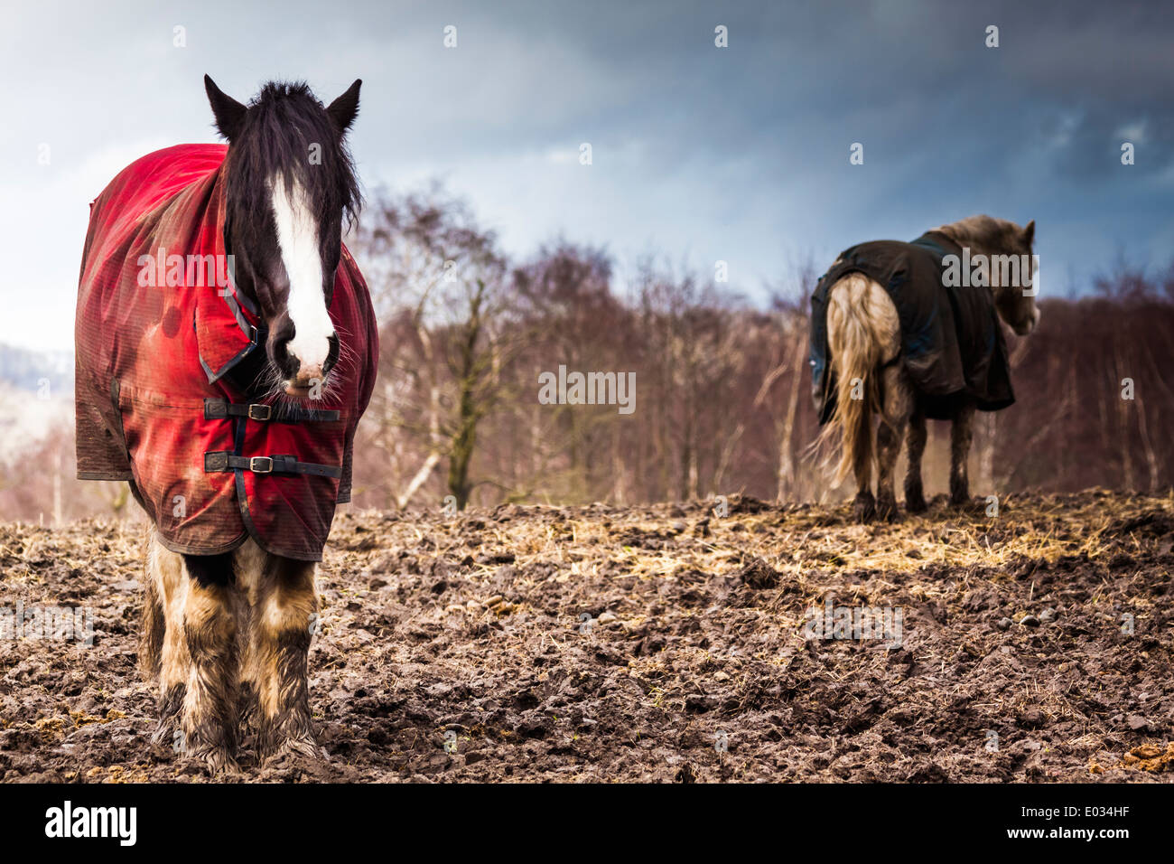 Due Wet miserabile cavalli sotto la pioggia Foto Stock