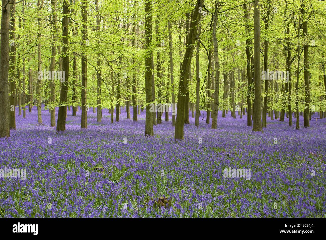 Hyacinthoides non scripta. Un Inglese bluebell legno in primavera. Foto Stock