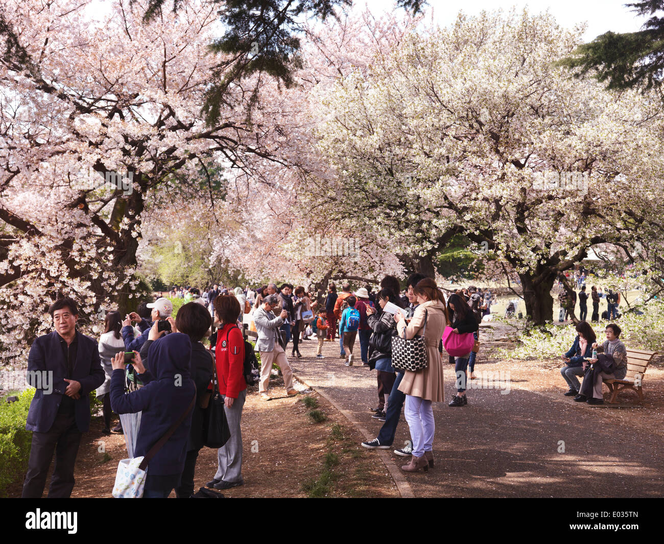 People in a park during cherry blossom at Shinjuku Gyoen National Garden in Tokyo Japan Foto Stock