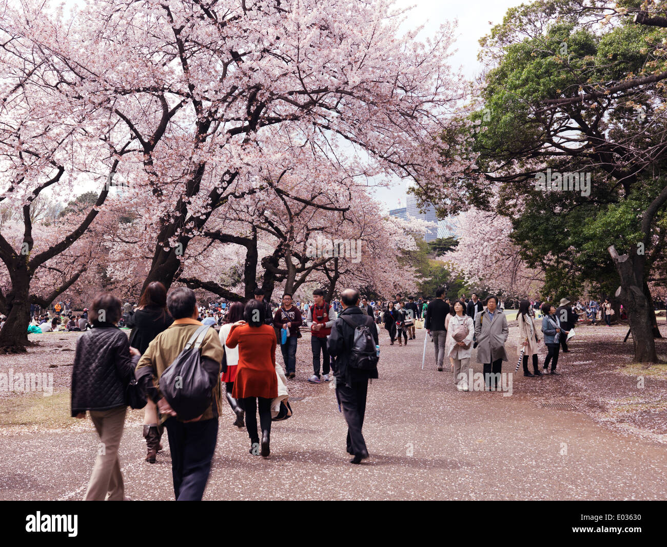 People walking in a park during cherry blossom at Shinjuku Gyoen National Garden in Tokyo Japan Foto Stock