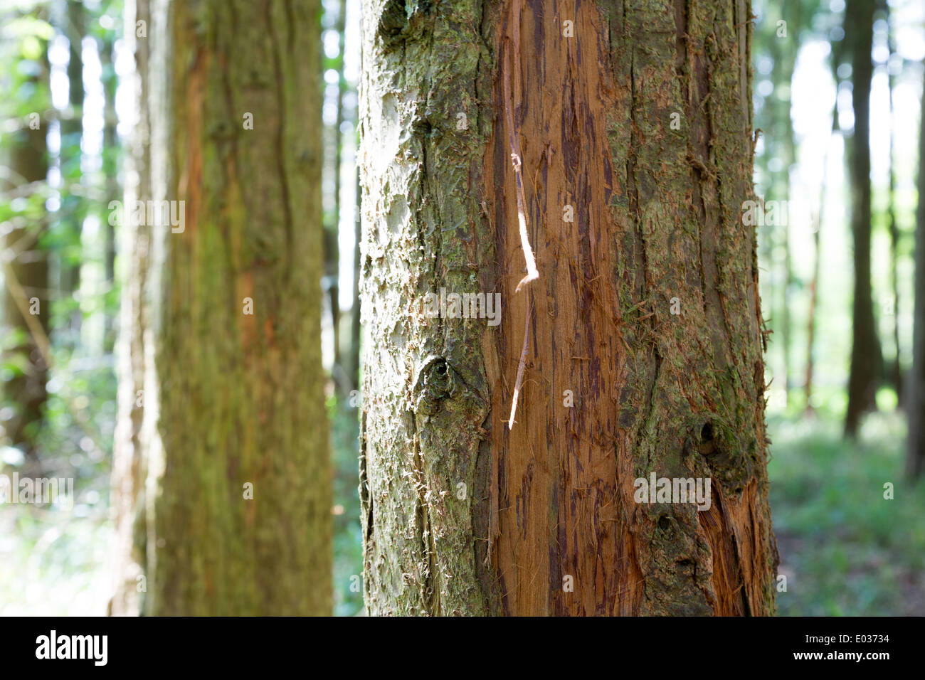 Pino corteccia danni da cervi in Titchmarsh legno, gestito dalla Commissione forestale, Northamptonshire, Inghilterra, Regno Unito. Foto Stock