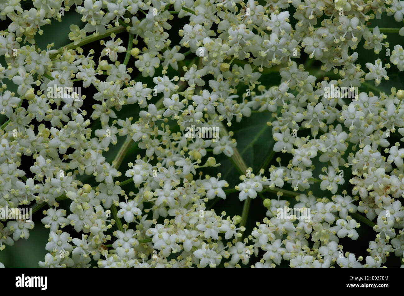 Il fiore del sambuco Sambucus nigra Dorset Regno Unito Foto Stock