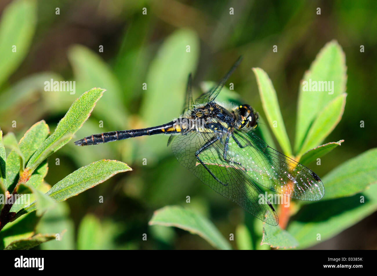 Maschio nero darter dragonfly a riposo. Studland Heath NNR, Dorset, Regno Unito. Agosto 2012 Foto Stock