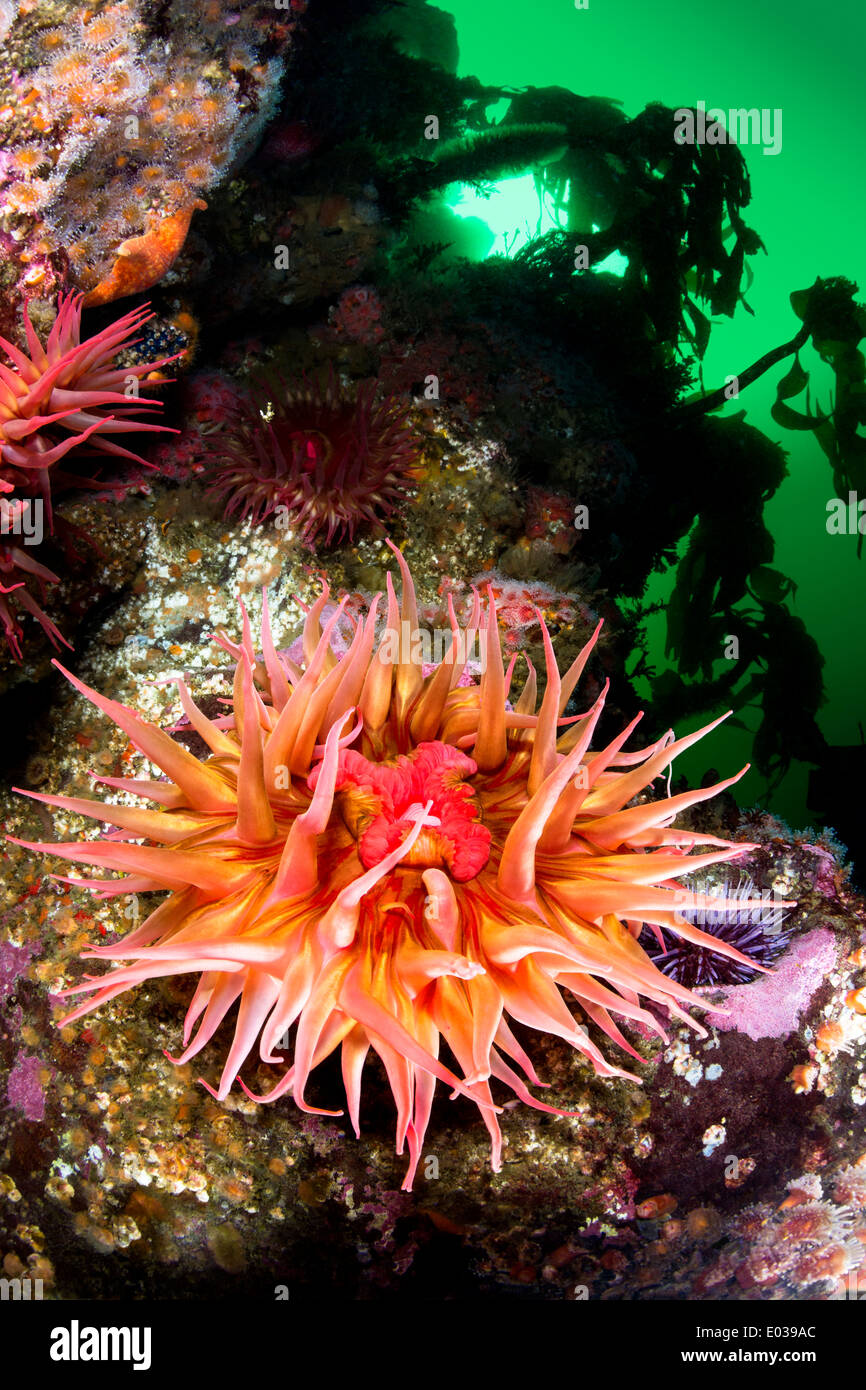 Un bellissimo anemone marittimo con tentacoli estesa espone la sua bocca e si nutre di plancton dal verde, acqua fredda. Foto Stock
