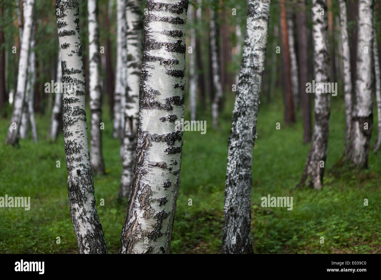 Le betulle in area di Arshan, Tunkinsky distretto, Buryatia, Russia Foto Stock