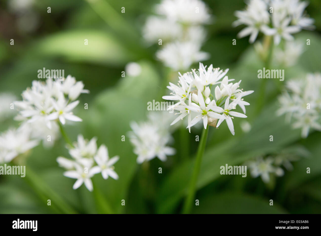 Aglio selvatico, Allium ursinum, crescendo in un bosco di latifoglie nel Northamptonshire, England, Regno Unito Foto Stock