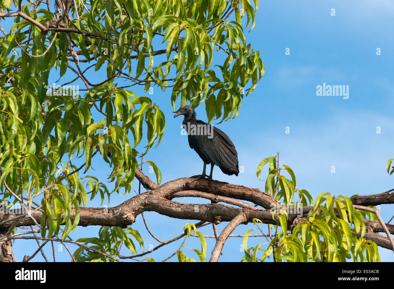 Avvoltoio su un albero, Guyana Foto Stock