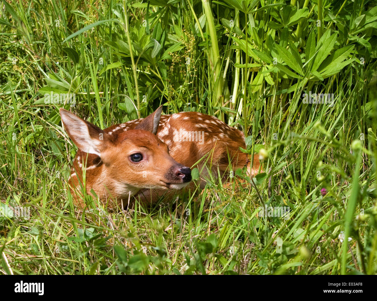 Baby White-tailed Fawn in appoggio in un prato Foto Stock