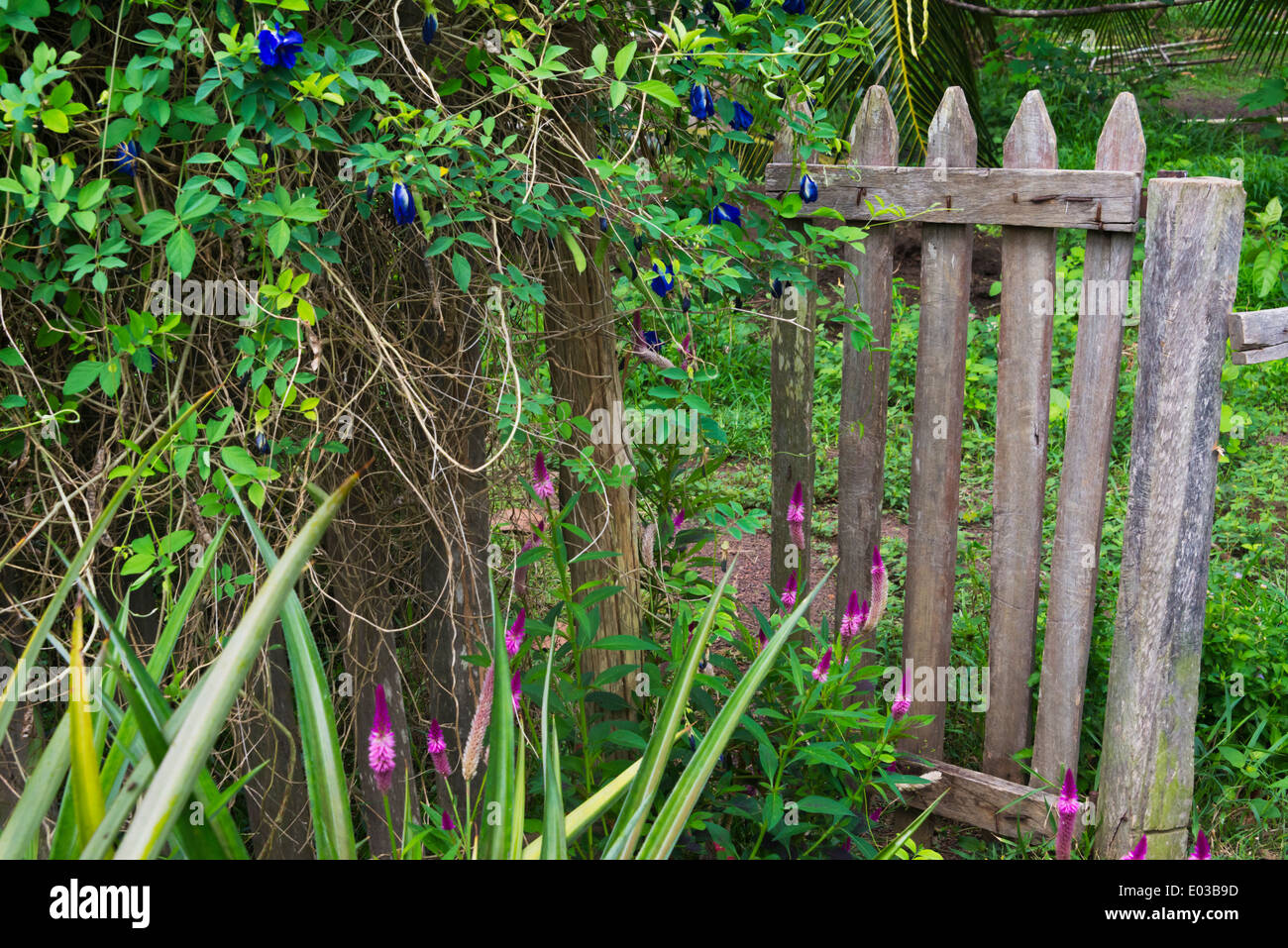 Recinzione di una casa di villaggio, Guyana Foto Stock