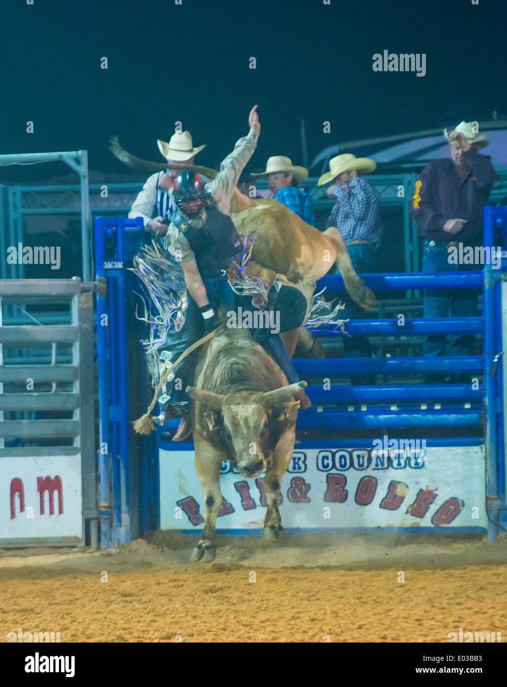 Il cowboy che partecipano a un toro di equitazione concorso presso la Clark County Fair e Rodeo un Rodeo Professionale tenutasi a Logandale NV Foto Stock