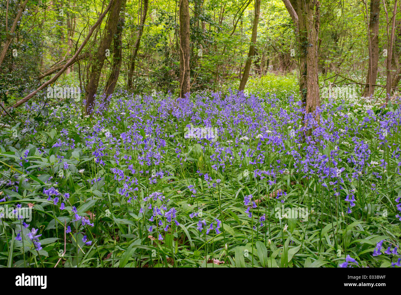 Bosco inglese con bluebells e aglio selvatico. La posizione è legno Gannow vicino a Redditch Foto Stock