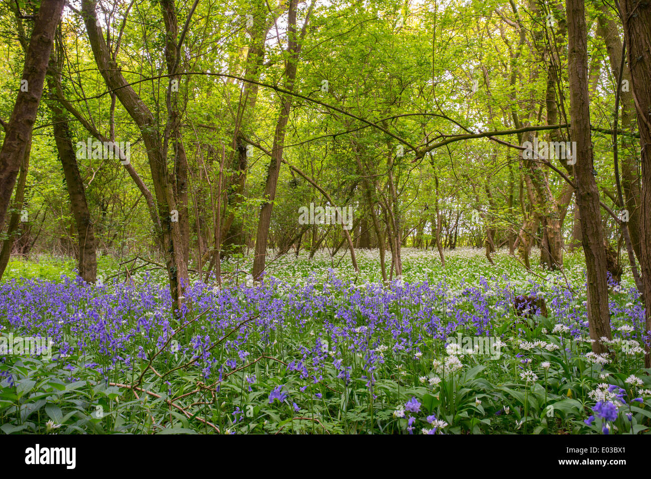 Bosco inglese con bluebells e aglio selvatico. La posizione è legno Gannow vicino a Redditch Foto Stock