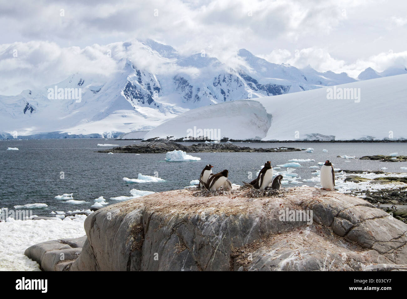 L'Antartide, pinguini di Gentoo, Pygoscelis papua, nesting a Port Lockroy, Penisola Antartica con la montagna e panorama sul ghiacciaio. Foto Stock