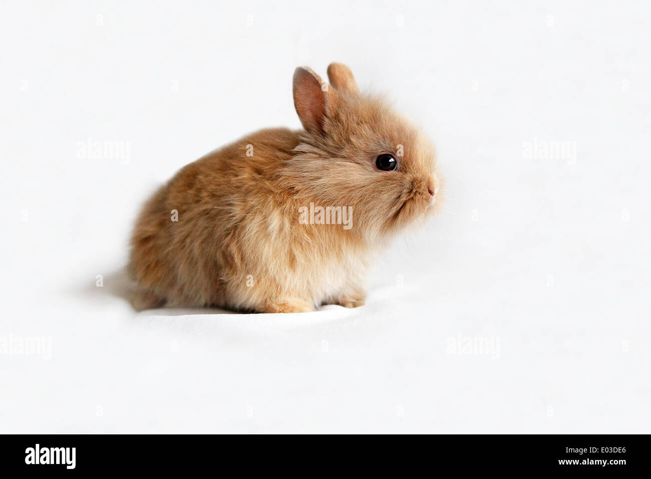 Brown baby bunny su sfondo bianco Foto Stock