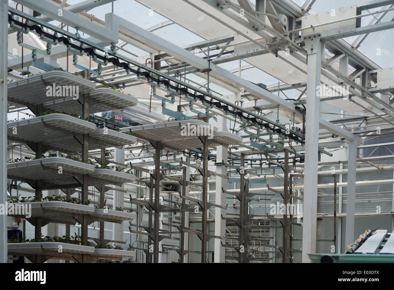 Coltura idroponica Foto Stock