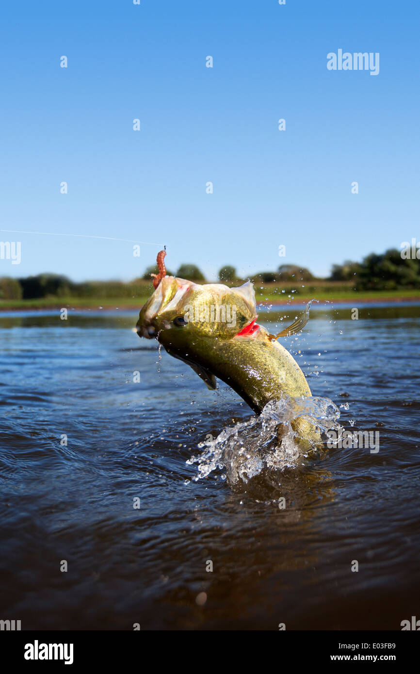 Largemouth bass salta fuori dell'acqua Foto Stock