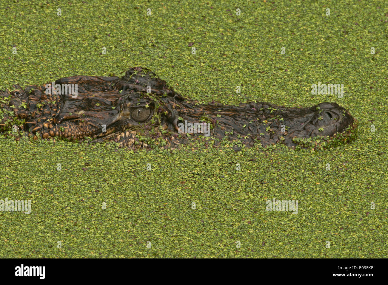 American alligator Alligator mississippiensis, Louisiana Foto Stock