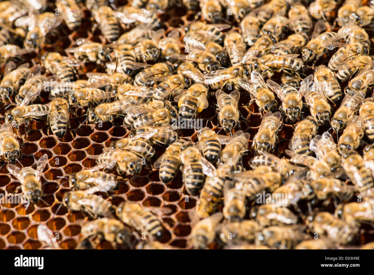 Close up favi. Molte le api sul favo di miele Foto Stock