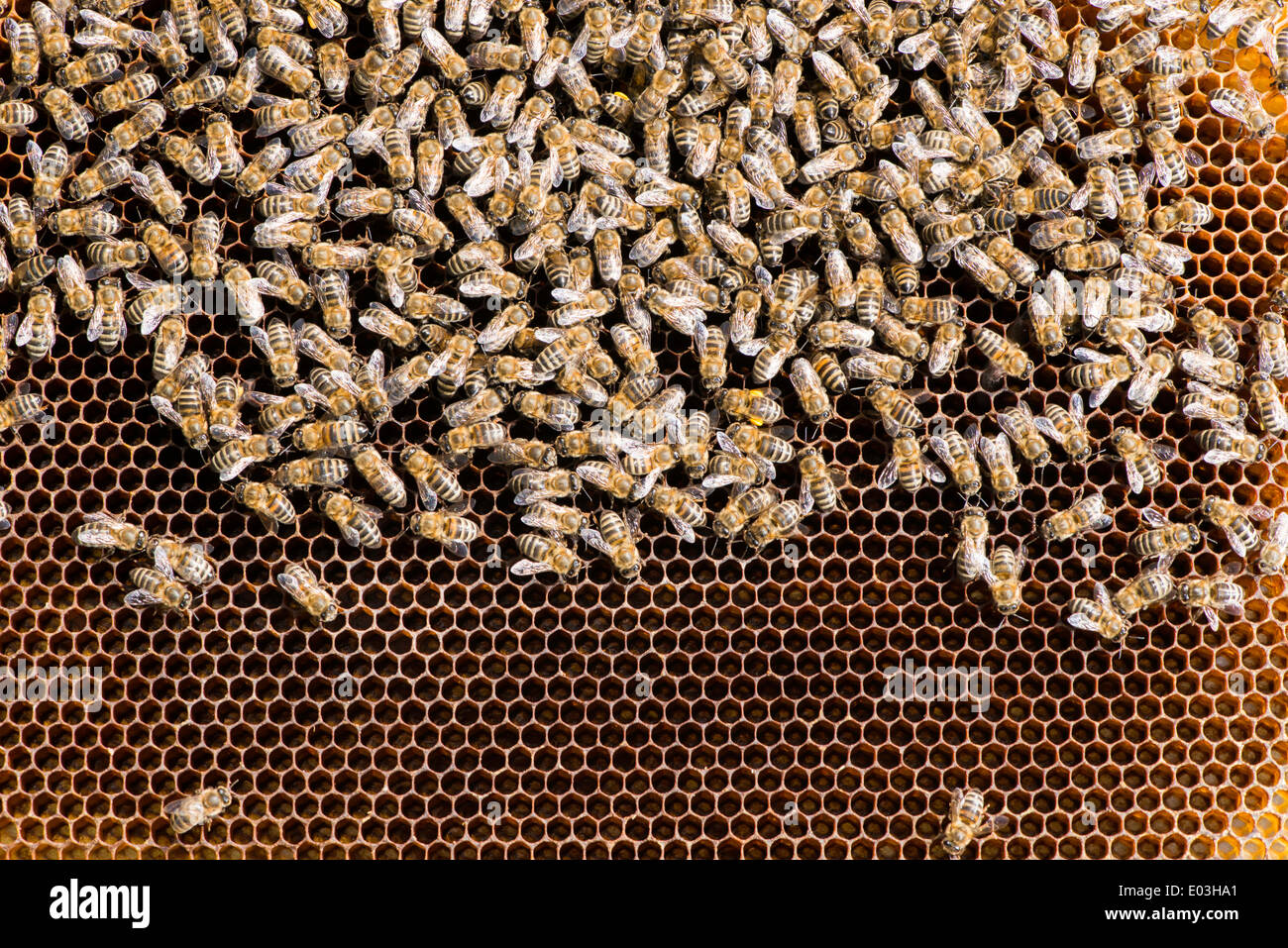 Close up favi. Molte le api sul favo di miele Foto Stock