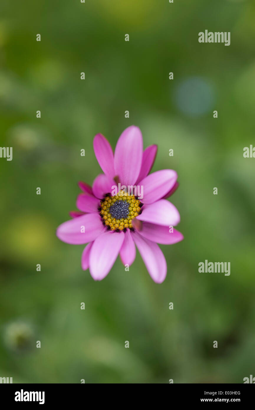 Osteospermum Tresco fiore rosa apertura in un giardino inglese Foto Stock