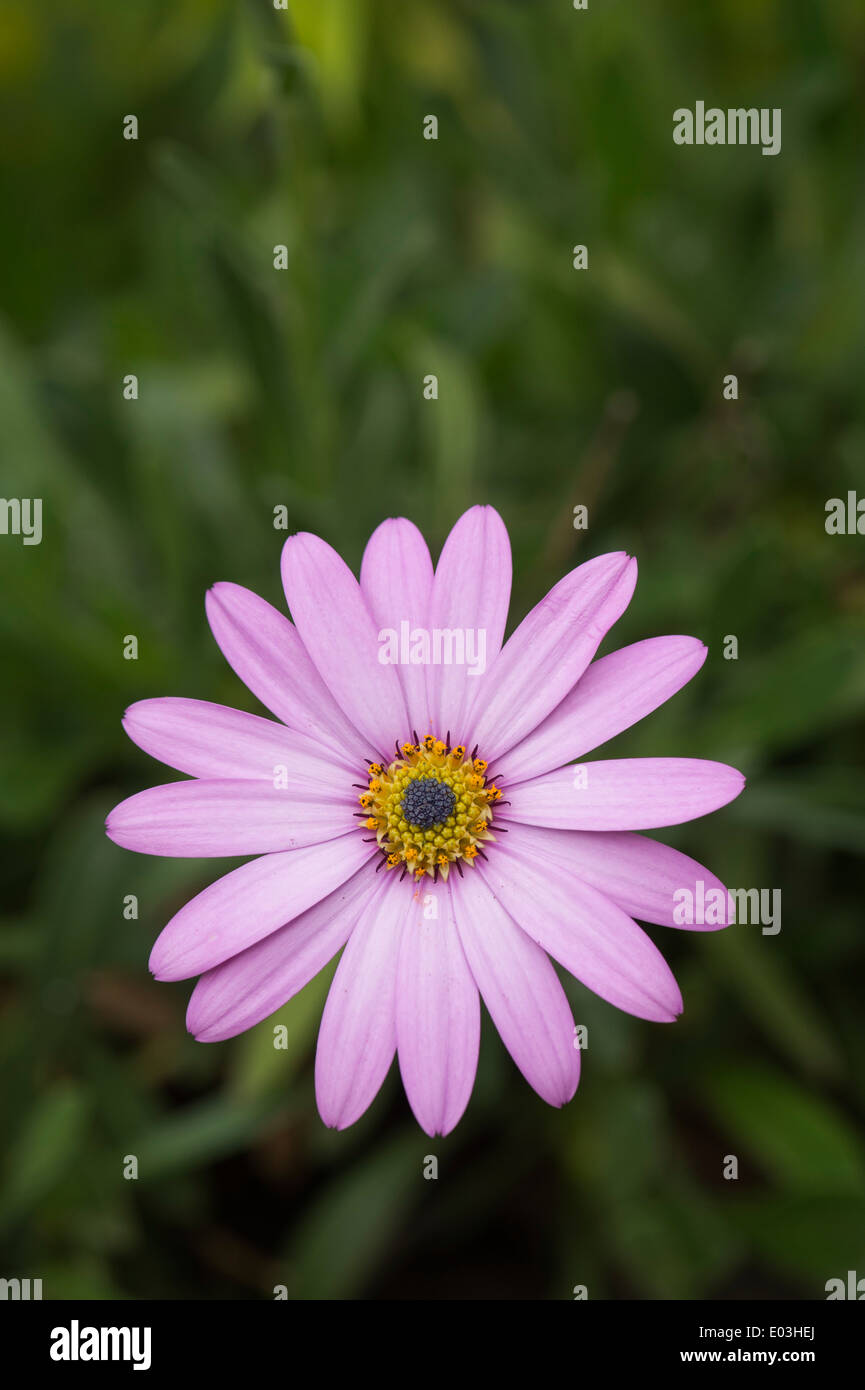 Osteospermum Tresco fiore rosa in un giardino inglese. Daisy africana Foto Stock