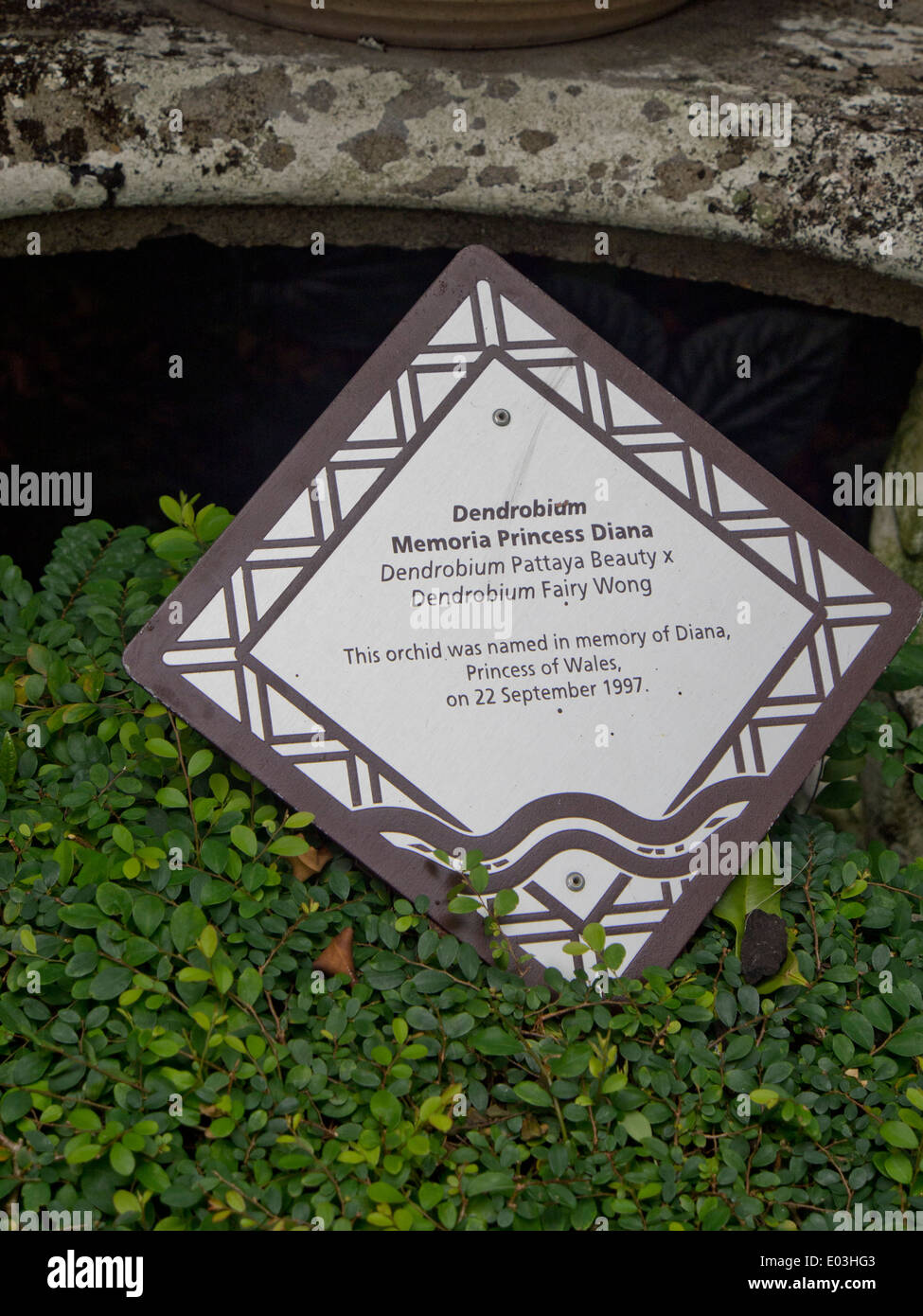 Orchid piantato in memoria di Lady Diana, principessa di Galles presso i Giardini Botanici di Singapore Foto Stock